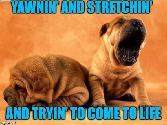 sleep yawn puppies | YAWNIN' AND STRETCHIN' AND TRYIN' TO COME TO LIFE | image tagged in sleep yawn puppies | made w/ Imgflip meme maker