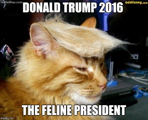 donald trump cat | DONALD TRUMP 2016; THE FELINE PRESIDENT | image tagged in donald trump cat | made w/ Imgflip meme maker