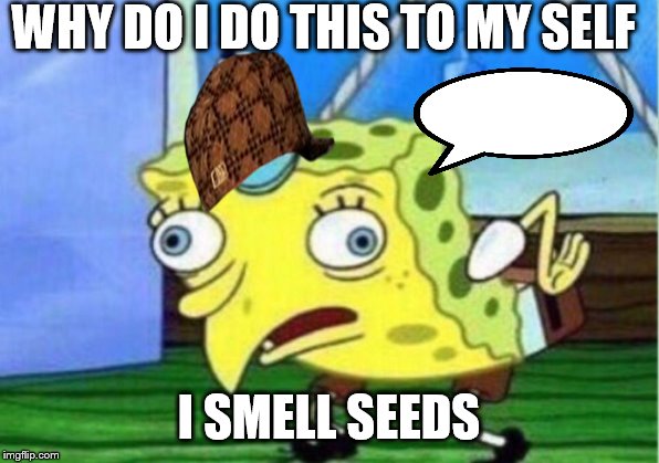 Mocking Spongebob | WHY DO I DO THIS TO MY SELF; I SMELL SEEDS | image tagged in memes,mocking spongebob | made w/ Imgflip meme maker