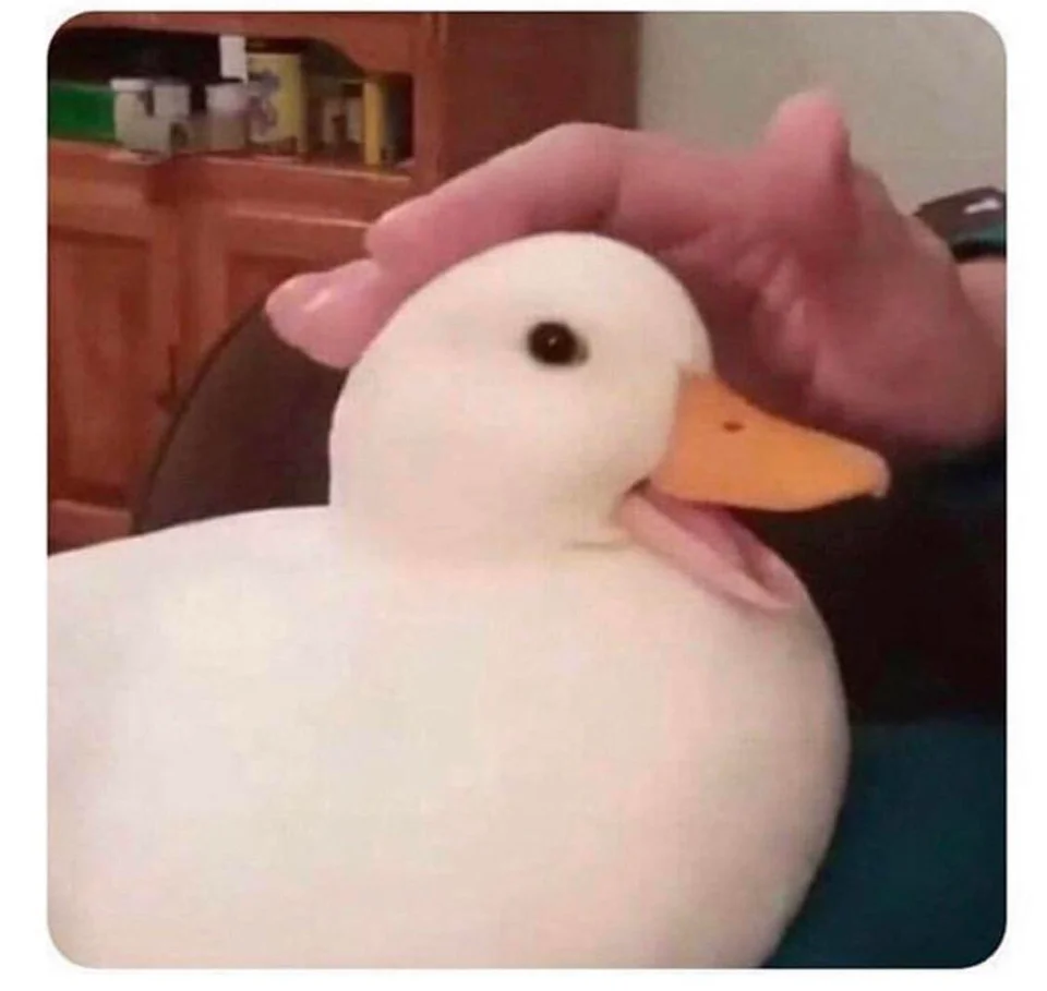 High Quality nice duck Blank Meme Template