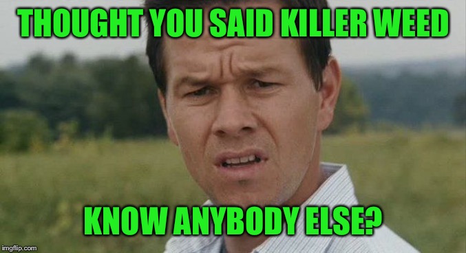 Mark Wahlburg confused | THOUGHT YOU SAID KILLER WEED KNOW ANYBODY ELSE? | image tagged in mark wahlburg confused | made w/ Imgflip meme maker