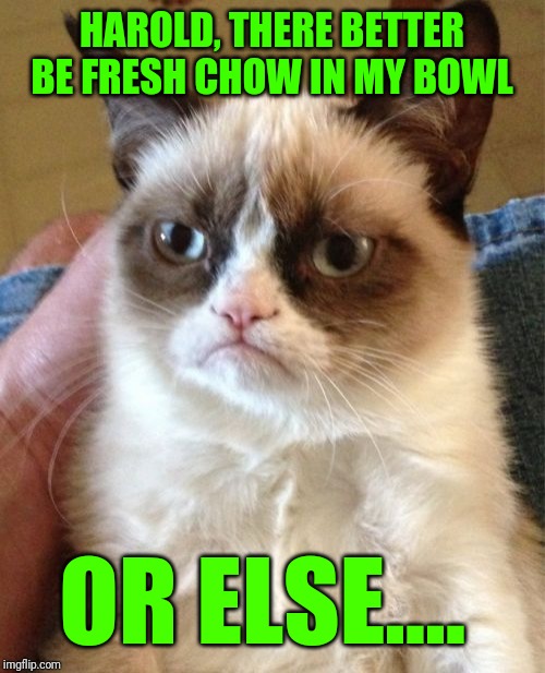 Grumpy Cat Meme | HAROLD, THERE BETTER BE FRESH CHOW IN MY BOWL OR ELSE.... | image tagged in memes,grumpy cat | made w/ Imgflip meme maker