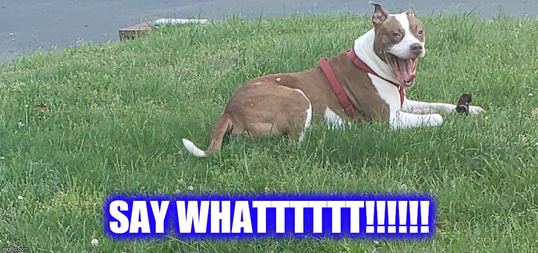 SAY WHATTTTTT!!!!!! | image tagged in what,say what,lol | made w/ Imgflip meme maker