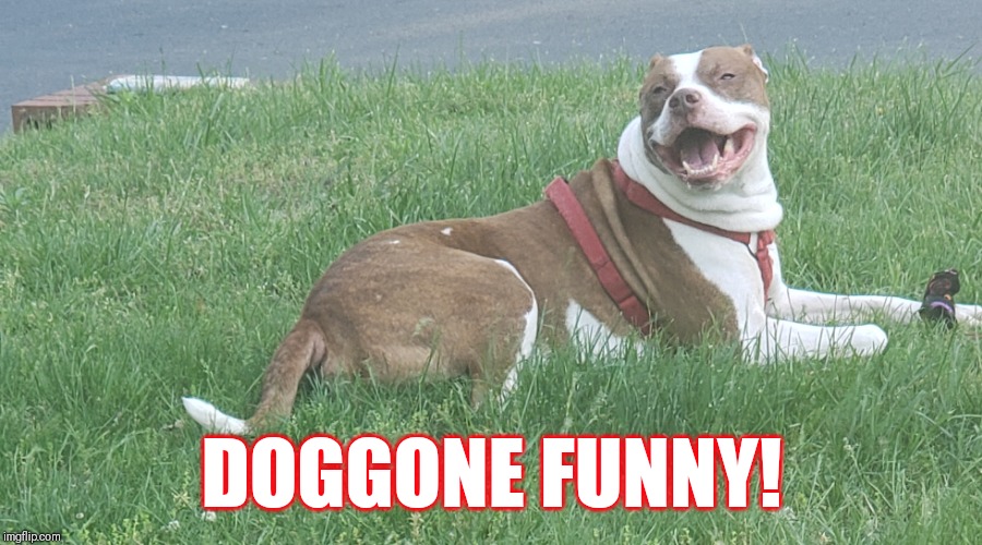 DOGGONE FUNNY! | image tagged in lol,too funny,dog memes | made w/ Imgflip meme maker