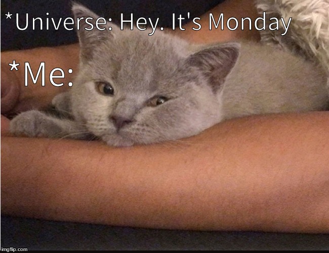 bothered kitty | *Universe: Hey. It's Monday; *Me: | image tagged in bothered kitty | made w/ Imgflip meme maker