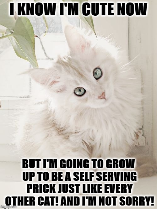 FUTURE PRICK | I KNOW I'M CUTE NOW; BUT I'M GOING TO GROW UP TO BE A SELF SERVING PRICK JUST LIKE EVERY OTHER CAT! AND I'M NOT SORRY! | image tagged in future prick | made w/ Imgflip meme maker