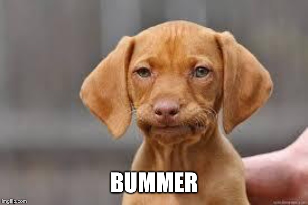 Disappointed Dog | BUMMER | image tagged in disappointed dog | made w/ Imgflip meme maker