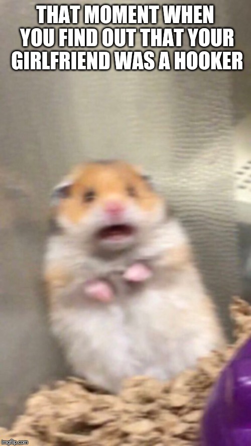 Surprised hamster | THAT MOMENT WHEN YOU FIND OUT THAT YOUR GIRLFRIEND WAS A HOOKER | image tagged in surprised hamster | made w/ Imgflip meme maker