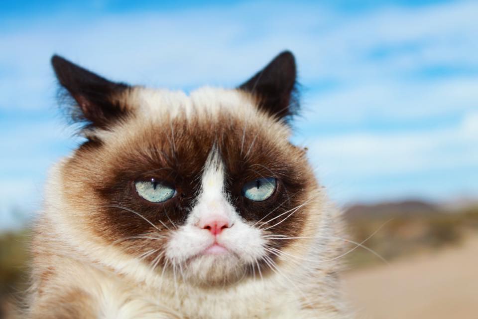 Grump cat wins Fantasy NFL Blank Meme Template