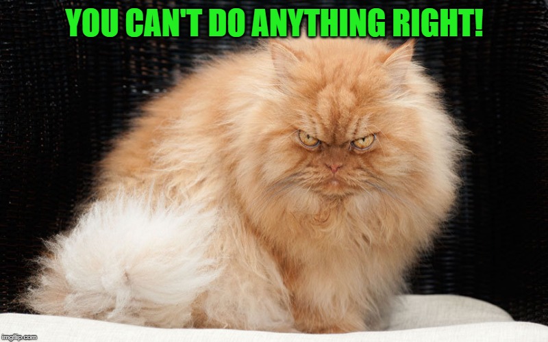 Angry Cat | YOU CAN'T DO ANYTHING RIGHT! | image tagged in angry cat | made w/ Imgflip meme maker