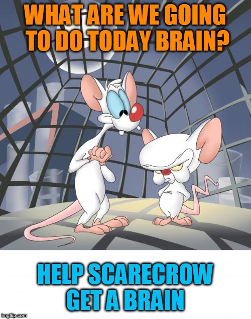 Pinky and the brain | WHAT ARE WE GOING TO DO TODAY BRAIN? HELP SCARECROW GET A BRAIN | image tagged in pinky and the brain | made w/ Imgflip meme maker