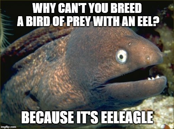 Bad Joke Eel Meme | WHY CAN'T YOU BREED A BIRD OF PREY WITH AN EEL? BECAUSE IT'S EELEAGLE | image tagged in memes,bad joke eel | made w/ Imgflip meme maker