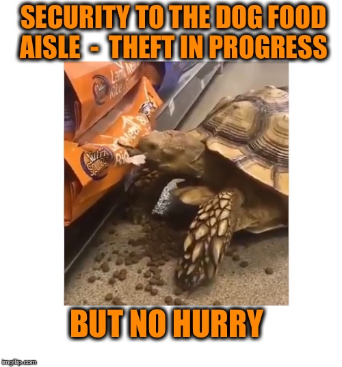 I can haz this dog food! | SECURITY TO THE DOG FOOD AISLE  -  THEFT IN PROGRESS; BUT NO HURRY | image tagged in shoplifting tortoise | made w/ Imgflip meme maker