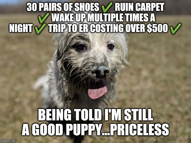 Murphy Bache | 30 PAIRS OF SHOES ✔️
RUIN CARPET ✔️
WAKE UP MULTIPLE TIMES A NIGHT ✔️
TRIP TO ER COSTING OVER $500 ✔️; BEING TOLD I'M STILL A GOOD PUPPY...PRICELESS | image tagged in murphy bache | made w/ Imgflip meme maker