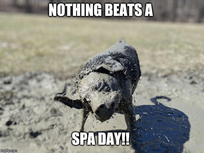 Humphrey Bache | NOTHING BEATS A; SPA DAY!! | image tagged in humphrey bache | made w/ Imgflip meme maker