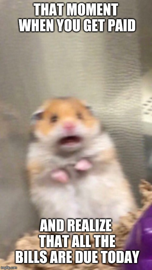 Surprised hamster | THAT MOMENT WHEN YOU GET PAID; AND REALIZE THAT ALL THE BILLS ARE DUE TODAY | image tagged in surprised hamster | made w/ Imgflip meme maker