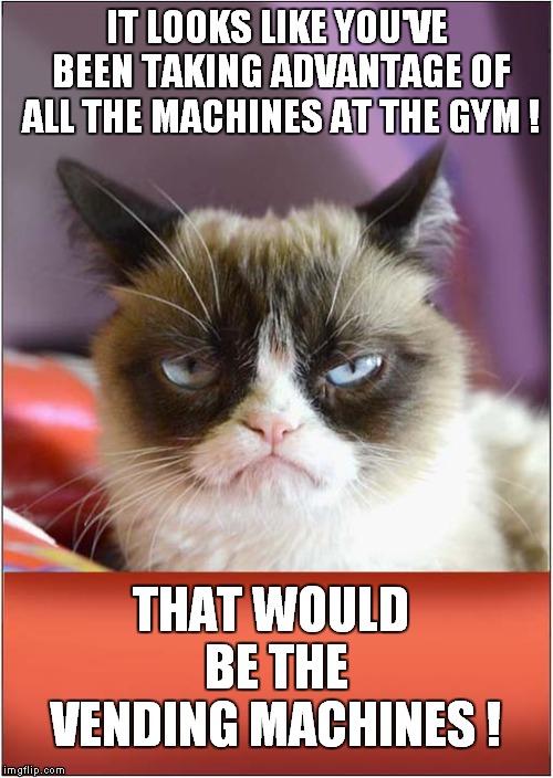 Grumpys Gym Workout Criticism | IT LOOKS LIKE YOU'VE BEEN TAKING ADVANTAGE OF ALL THE MACHINES AT THE GYM ! THAT WOULD BE THE VENDING MACHINES ! | image tagged in cats,grumpy cat,gym memes | made w/ Imgflip meme maker