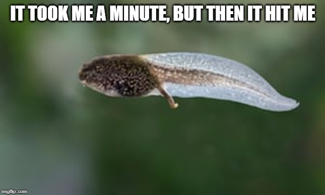 Tadpole | IT TOOK ME A MINUTE, BUT THEN IT HIT ME | image tagged in tadpole | made w/ Imgflip meme maker