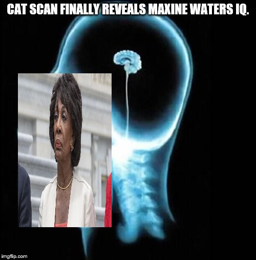 Homer Simpson | CAT SCAN FINALLY REVEALS MAXINE WATERS IQ. | image tagged in homer simpson | made w/ Imgflip meme maker