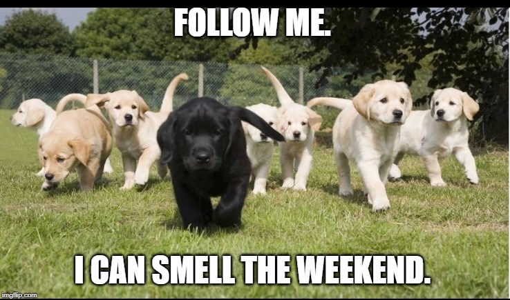 FOLLOW ME. I CAN SMELL THE WEEKEND. | image tagged in cute puppies | made w/ Imgflip meme maker