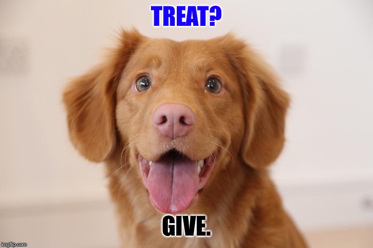 Gimme | TREAT? GIVE. | image tagged in treats,dogs | made w/ Imgflip meme maker
