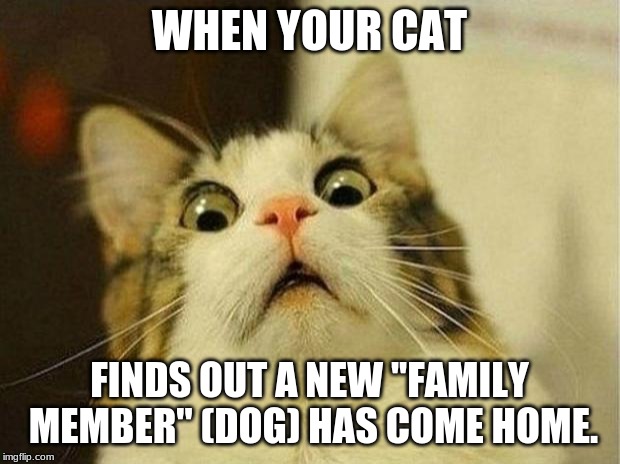 Scared Cat Meme | WHEN YOUR CAT; FINDS OUT A NEW ''FAMILY MEMBER'' (DOG) HAS COME HOME. | image tagged in memes,scared cat | made w/ Imgflip meme maker