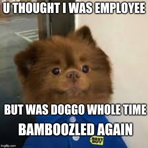 bamboozled doggo | U THOUGHT I WAS EMPLOYEE; BUT WAS DOGGO WHOLE TIME; BAMBOOZLED AGAIN | image tagged in bamboozled doggo | made w/ Imgflip meme maker