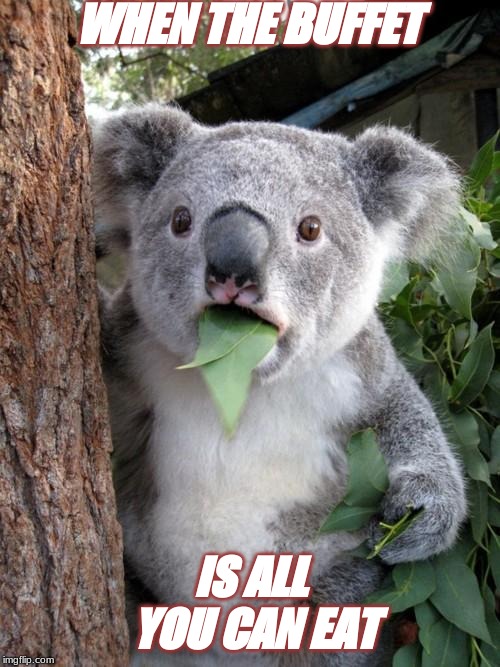 Surprised Koala Meme | WHEN THE BUFFET; IS ALL YOU CAN EAT | image tagged in memes,surprised koala | made w/ Imgflip meme maker