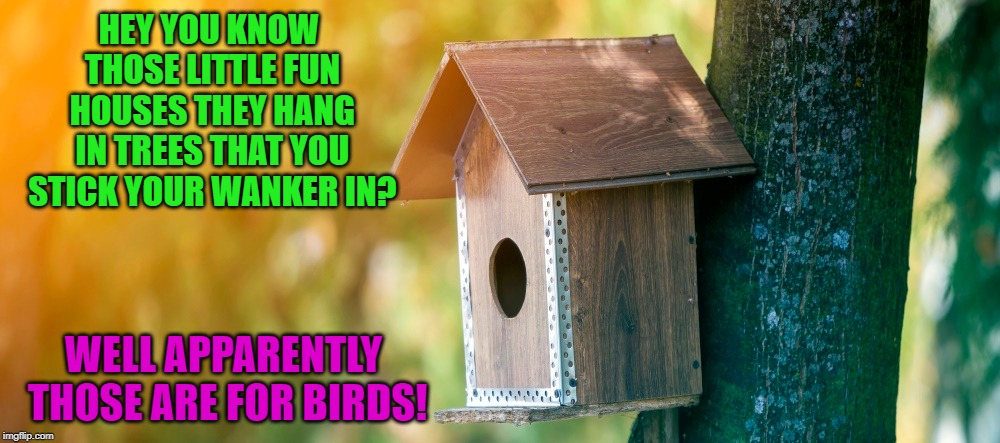 who would a thought | HEY YOU KNOW THOSE LITTLE FUN HOUSES THEY HANG IN TREES THAT YOU STICK YOUR WANKER IN? WELL APPARENTLY THOSE ARE FOR BIRDS! | image tagged in bird house,fun house,funny | made w/ Imgflip meme maker