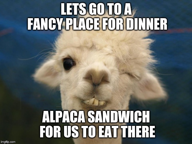 alpaca | LETS GO TO A FANCY PLACE FOR DINNER; ALPACA SANDWICH FOR US TO EAT THERE | image tagged in alpaca | made w/ Imgflip meme maker