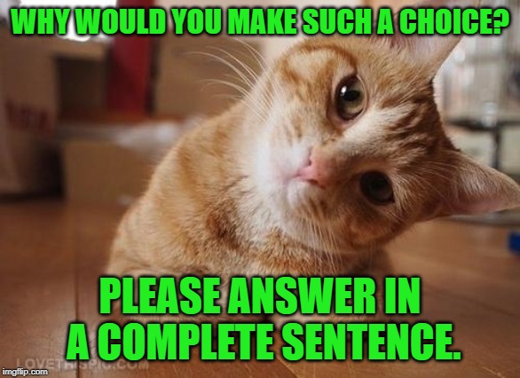 Curious Question Cat | WHY WOULD YOU MAKE SUCH A CHOICE? PLEASE ANSWER IN A COMPLETE SENTENCE. | image tagged in curious question cat | made w/ Imgflip meme maker