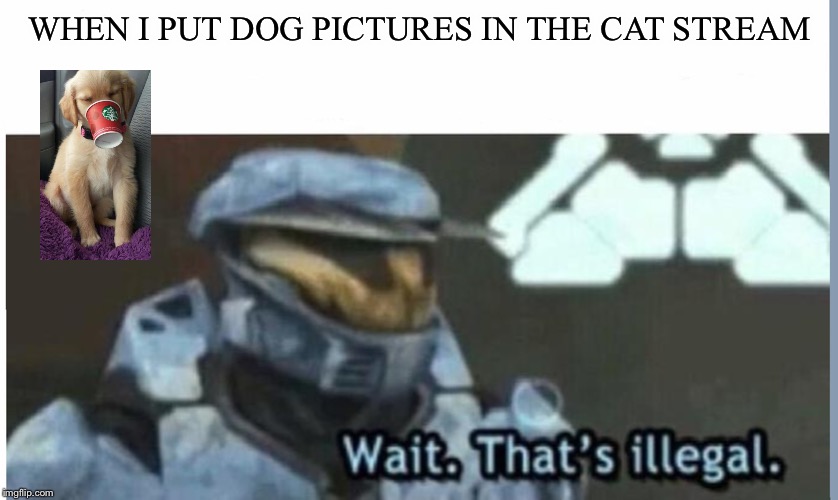 Wait. That's illegal | WHEN I PUT DOG PICTURES IN THE CAT STREAM | image tagged in wait that's illegal,cats,cats are awesome,animals,dogs | made w/ Imgflip meme maker
