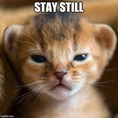 salty baby lion | STAY STILL | image tagged in salty baby lion | made w/ Imgflip meme maker