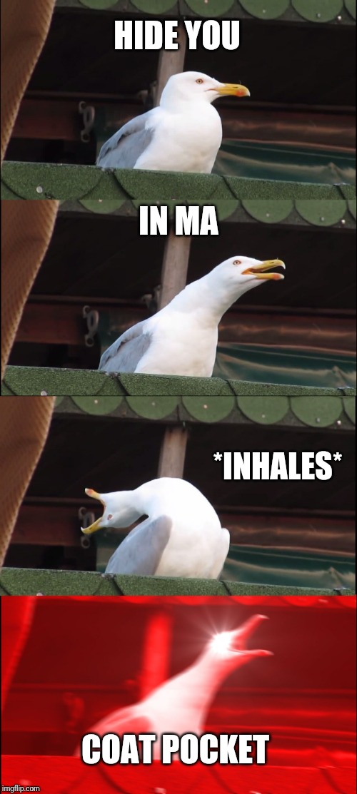 Inhaling Seagull | HIDE YOU; IN MA; *INHALES*; COAT POCKET | image tagged in memes,inhaling seagull | made w/ Imgflip meme maker