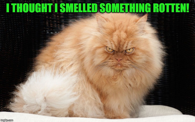 Angry Cat | I THOUGHT I SMELLED SOMETHING ROTTEN! | image tagged in angry cat | made w/ Imgflip meme maker