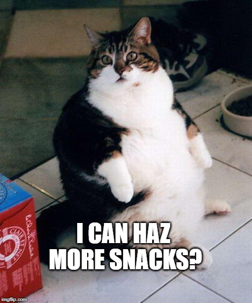 fat cat | I CAN HAZ MORE SNACKS? | image tagged in fat cat | made w/ Imgflip meme maker
