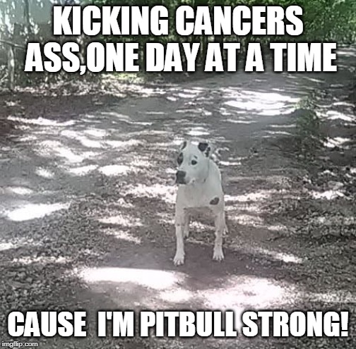 KICKING CANCERS ASS,ONE DAY AT A TIME; CAUSE  I'M PITBULL STRONG! | image tagged in pitbull,pitbulls,cancer,pets,dogs,dog | made w/ Imgflip meme maker
