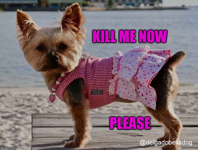 KILL ME NOW; PLEASE | image tagged in sad dog | made w/ Imgflip meme maker