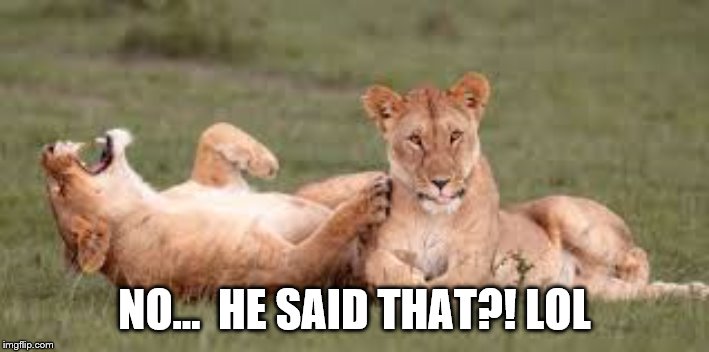LOL LAUGHING LION | NO...  HE SAID THAT?! LOL | image tagged in funny memes | made w/ Imgflip meme maker