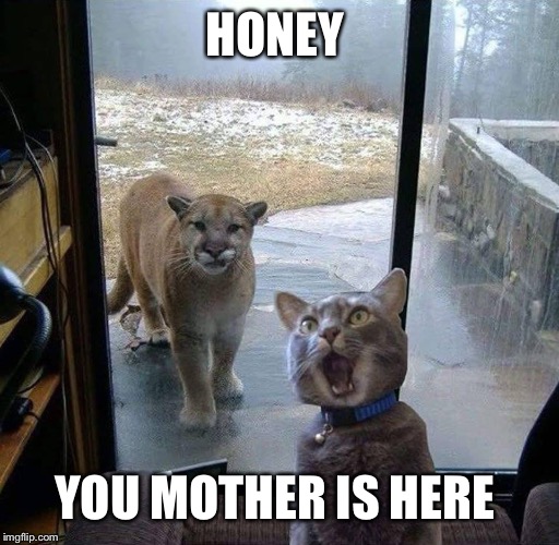 House Cat with Mountain Lion at the door | HONEY YOU MOTHER IS HERE | image tagged in house cat with mountain lion at the door | made w/ Imgflip meme maker