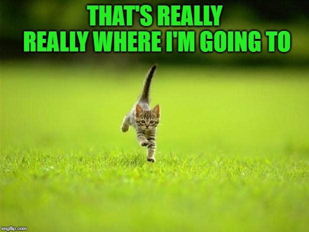 Running Cat | THAT'S REALLY REALLY WHERE I'M GOING TO | image tagged in running cat | made w/ Imgflip meme maker
