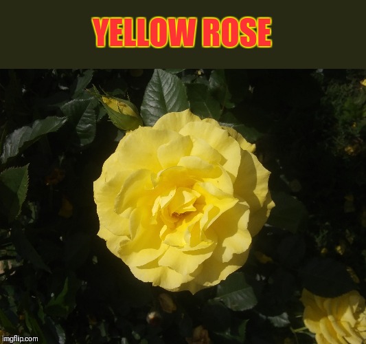 YELLOW ROSE | image tagged in flowers,roses,shareyourownphotos | made w/ Imgflip meme maker