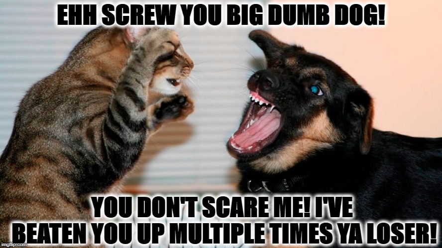 NOT SCARED | EHH SCREW YOU BIG DUMB DOG! YOU DON'T SCARE ME! I'VE BEATEN YOU UP MULTIPLE TIMES YA LOSER! | image tagged in not scared | made w/ Imgflip meme maker