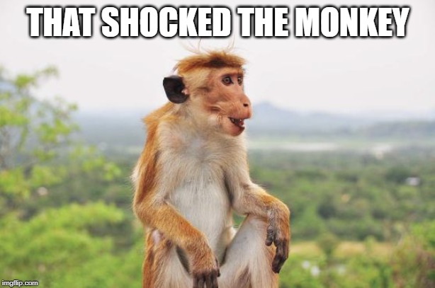 Shocked Monkey | THAT SHOCKED THE MONKEY | image tagged in shocked monkey | made w/ Imgflip meme maker