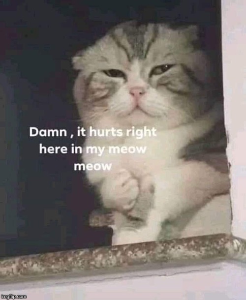 image tagged in cat,sad | made w/ Imgflip meme maker