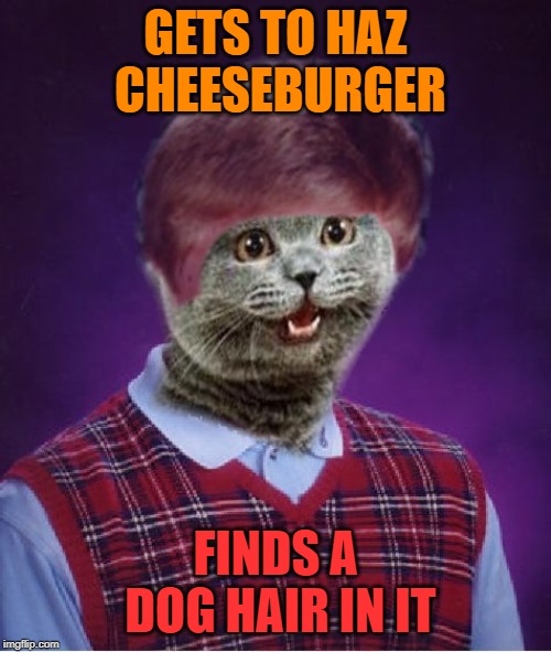 Bad luck cheeseburger cat! Reposting my own meme here. | GETS TO HAZ CHEESEBURGER; FINDS A DOG HAIR IN IT | image tagged in i haz bad luck,nixieknox,memes | made w/ Imgflip meme maker