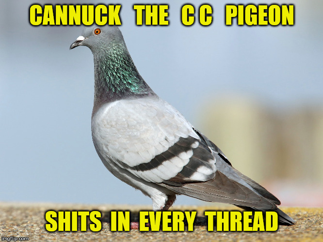 pigeon |  CANNUCK   THE   C C   PIGEON; SHITS  IN  EVERY  THREAD | image tagged in pigeon | made w/ Imgflip meme maker
