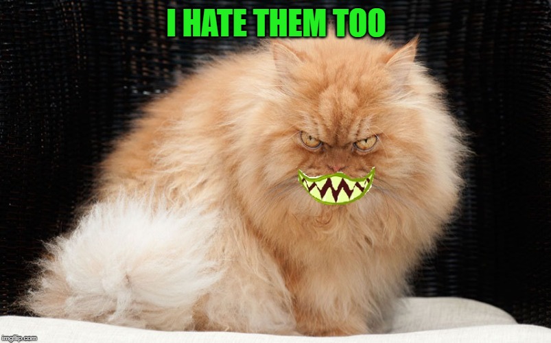 Angry Cat Smiling | I HATE THEM TOO | image tagged in angry cat smiling | made w/ Imgflip meme maker