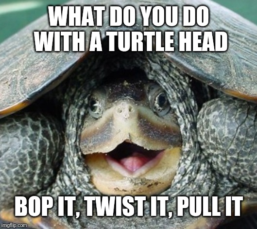 What to do with a turtle head | WHAT DO YOU DO WITH A TURTLE HEAD; BOP IT, TWIST IT, PULL IT | image tagged in memes | made w/ Imgflip meme maker
