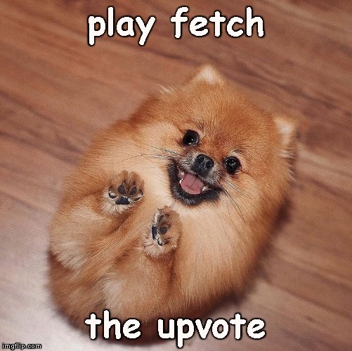 play fetch; the upvote | made w/ Imgflip meme maker